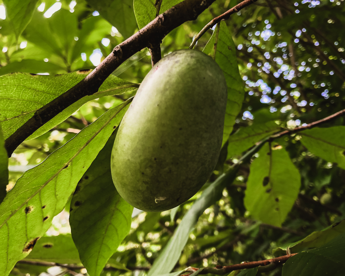 Close up of a paw paw fruit on the tree.