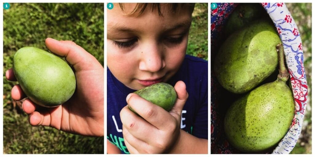 Paw paw fruit in a hand and a dress pocket.